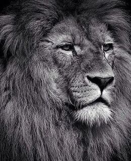 Ахмед Костоев